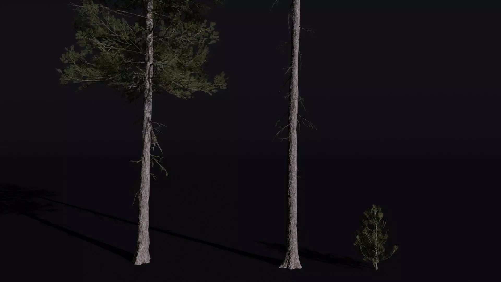 Lodgepole Pine 3D model_1