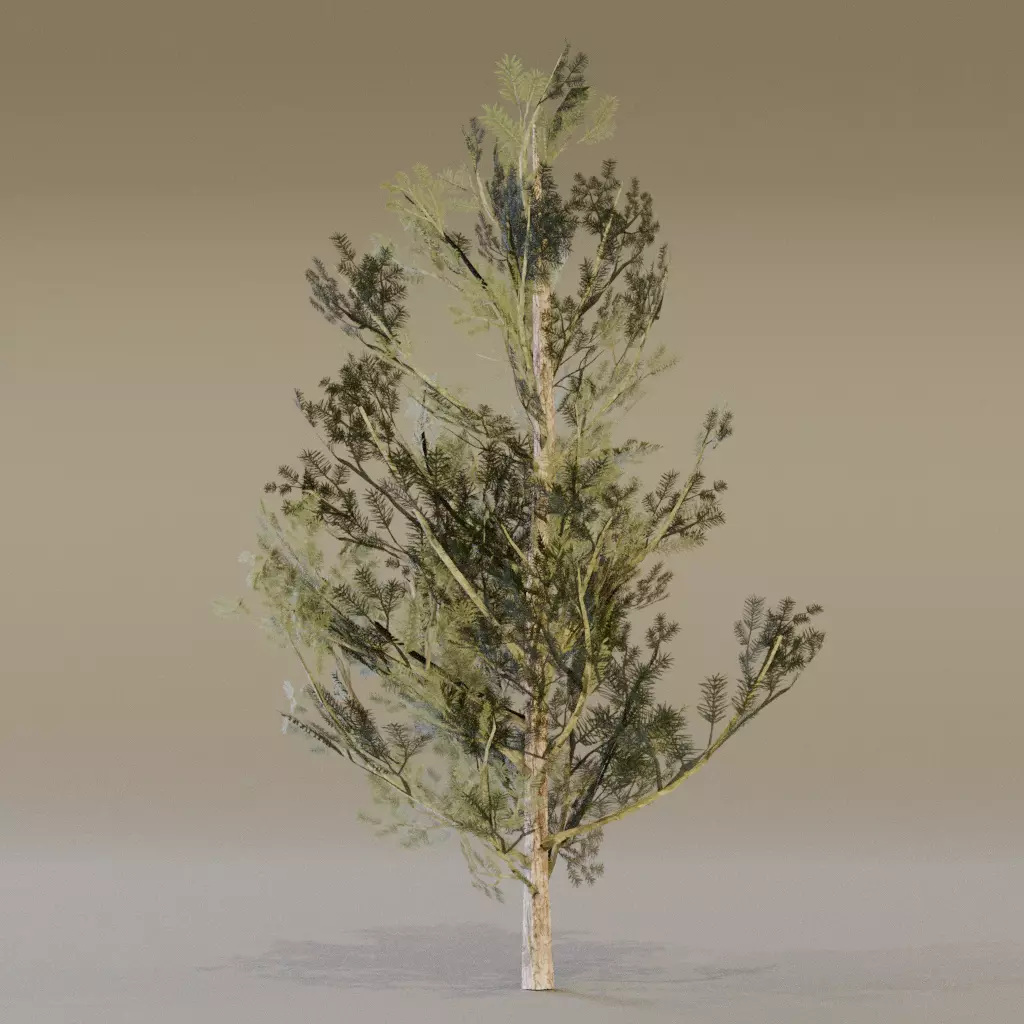 Lodgepole Pine 3D model_4