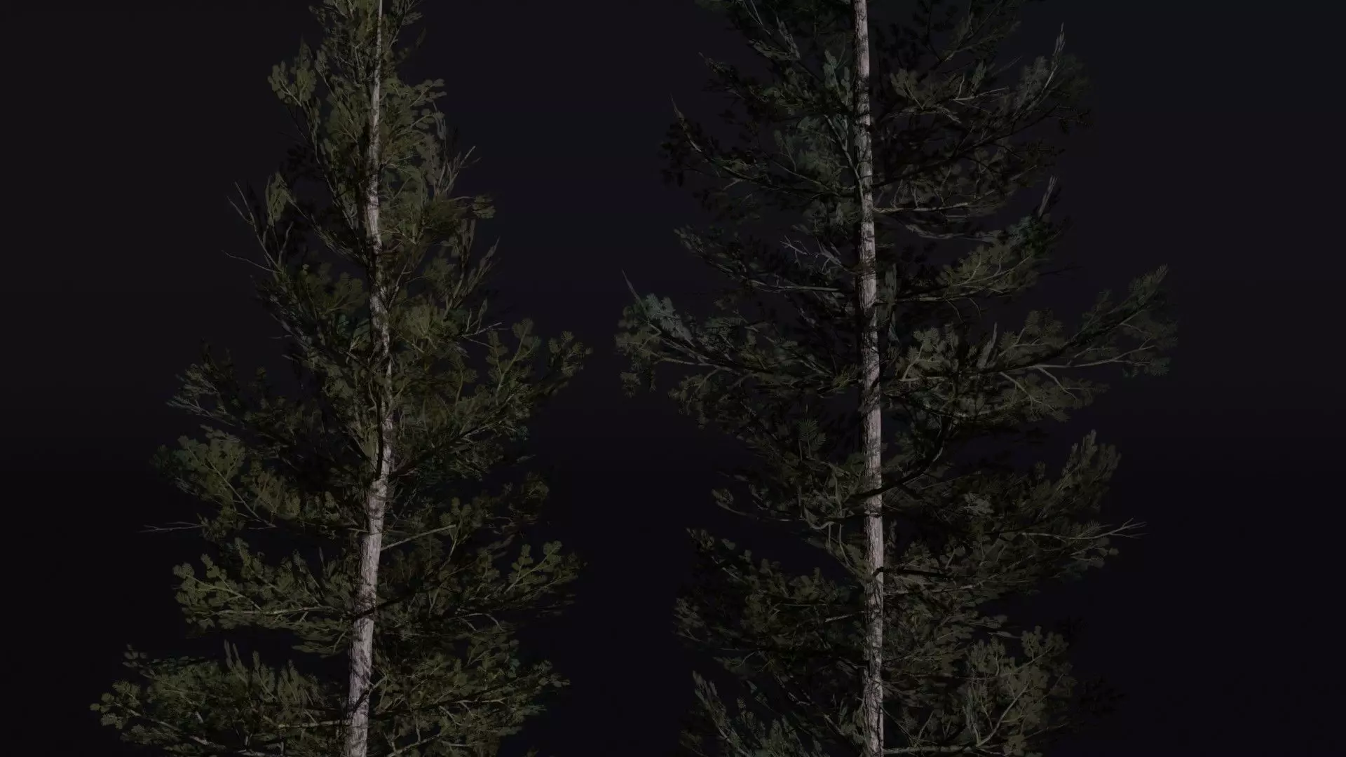 Lodgepole Pine 3D model_2