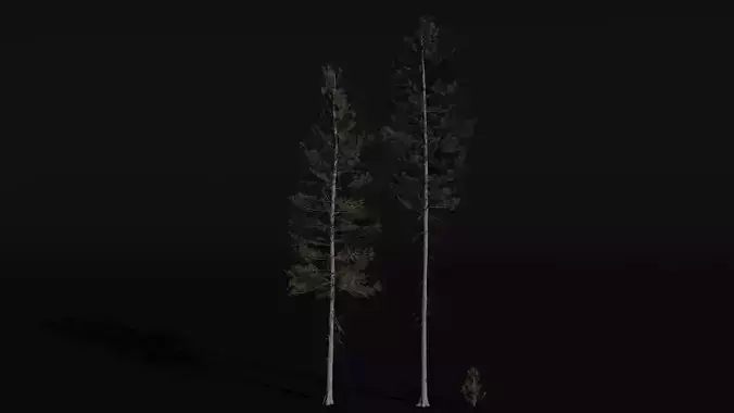 Lodgepole Pine 3D model