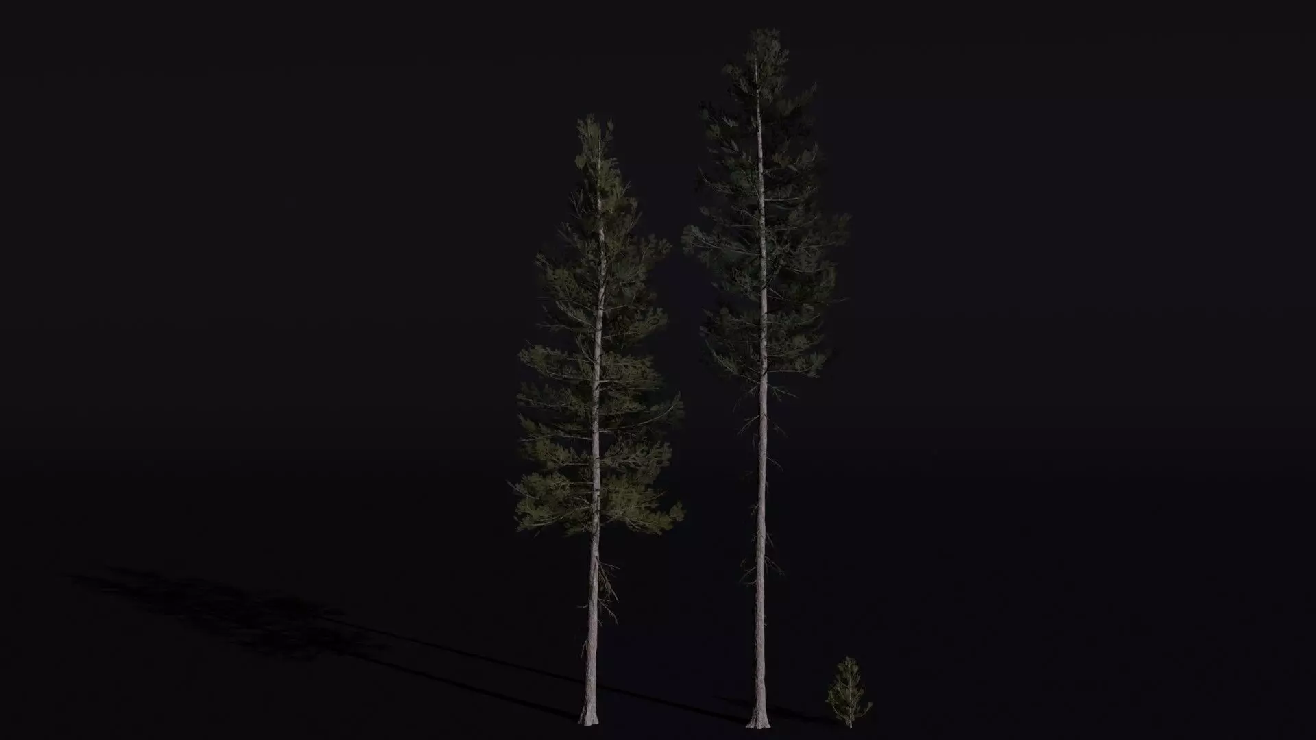 Lodgepole Pine 3D model_0