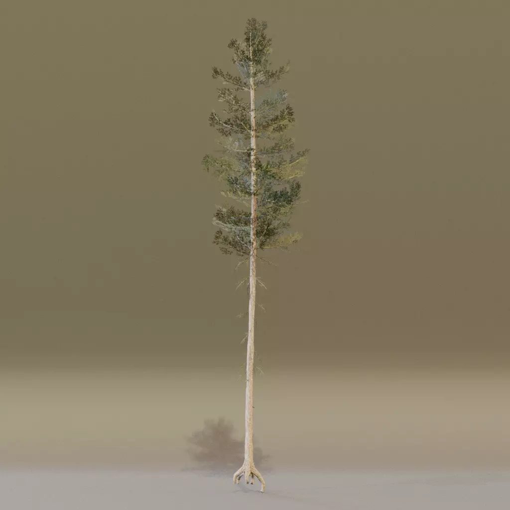 Lodgepole Pine 3D model_5
