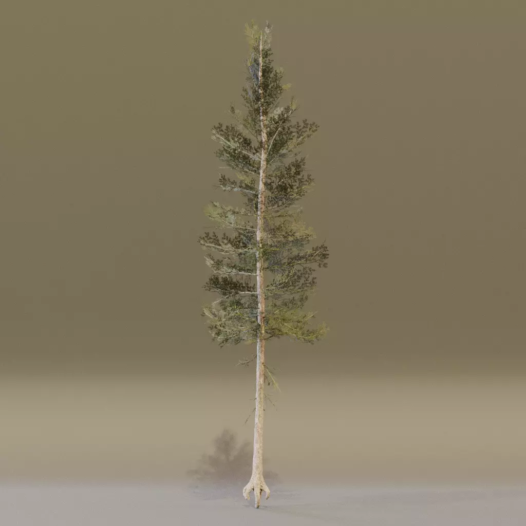 Lodgepole Pine 3D model_3