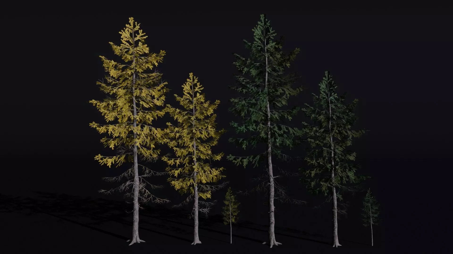 European Larch 3D model
