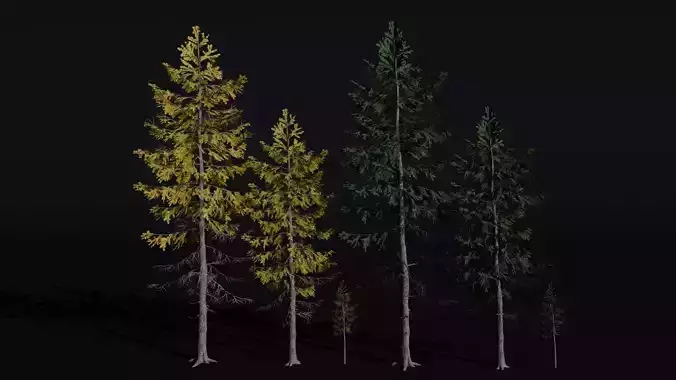 European Larch 3D model