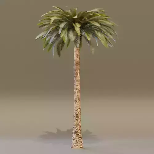 Date Palm Tree