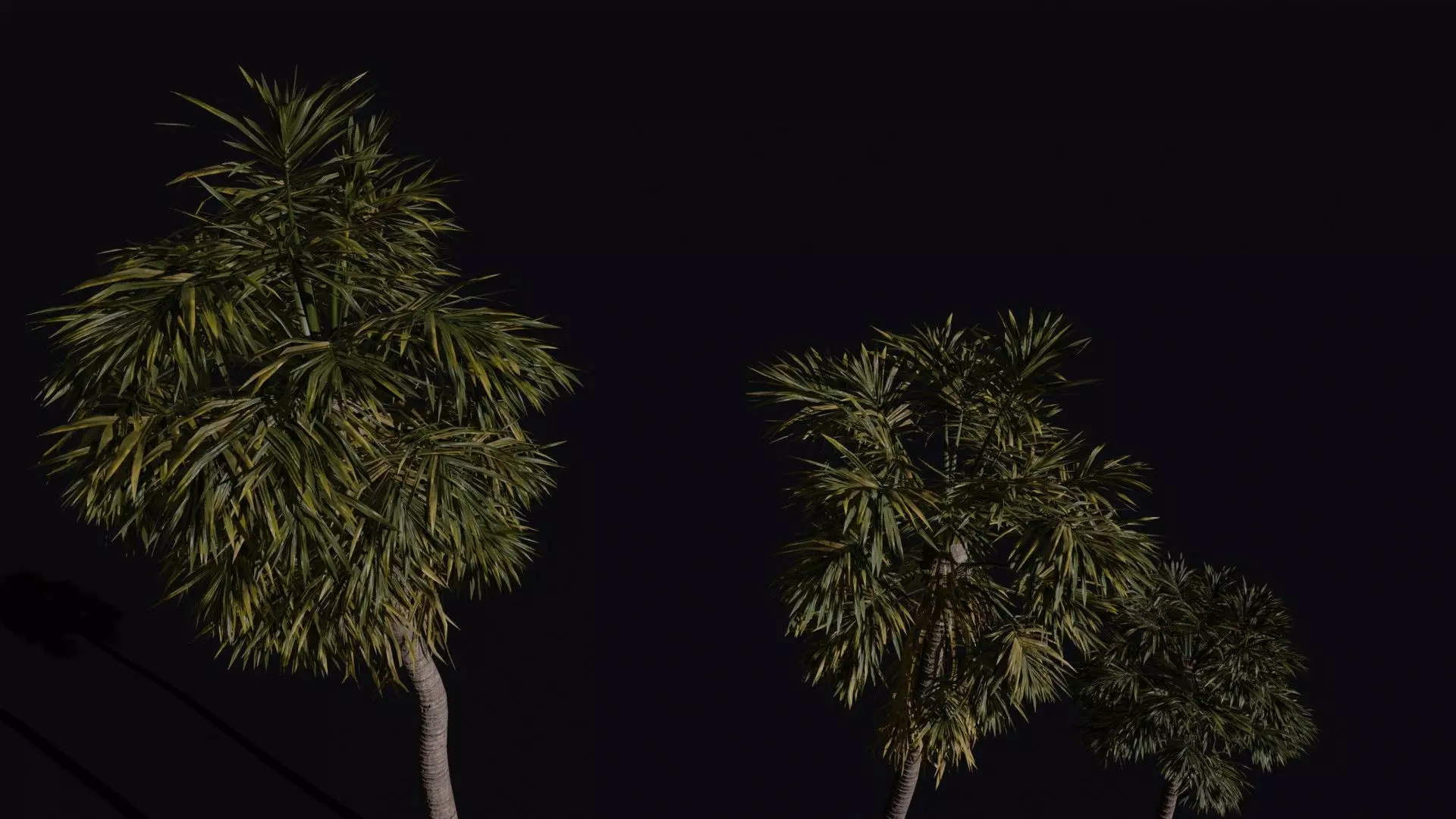 California Fan Palm 3D model_2