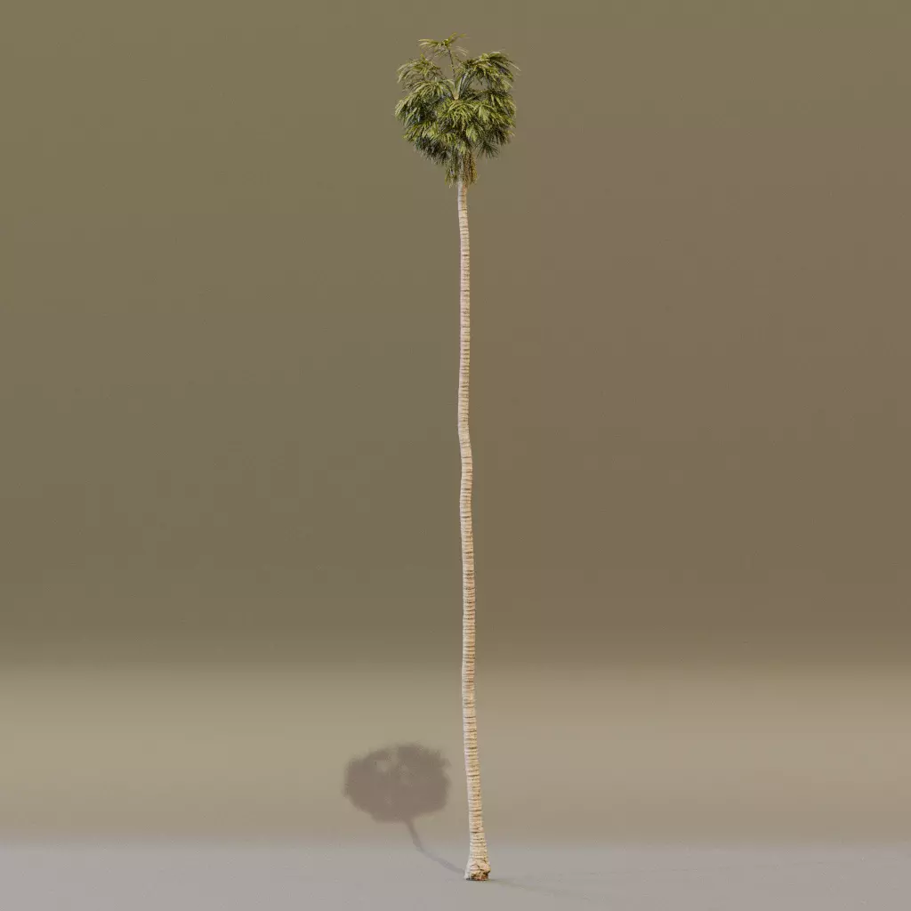 California Fan Palm 3D model_4