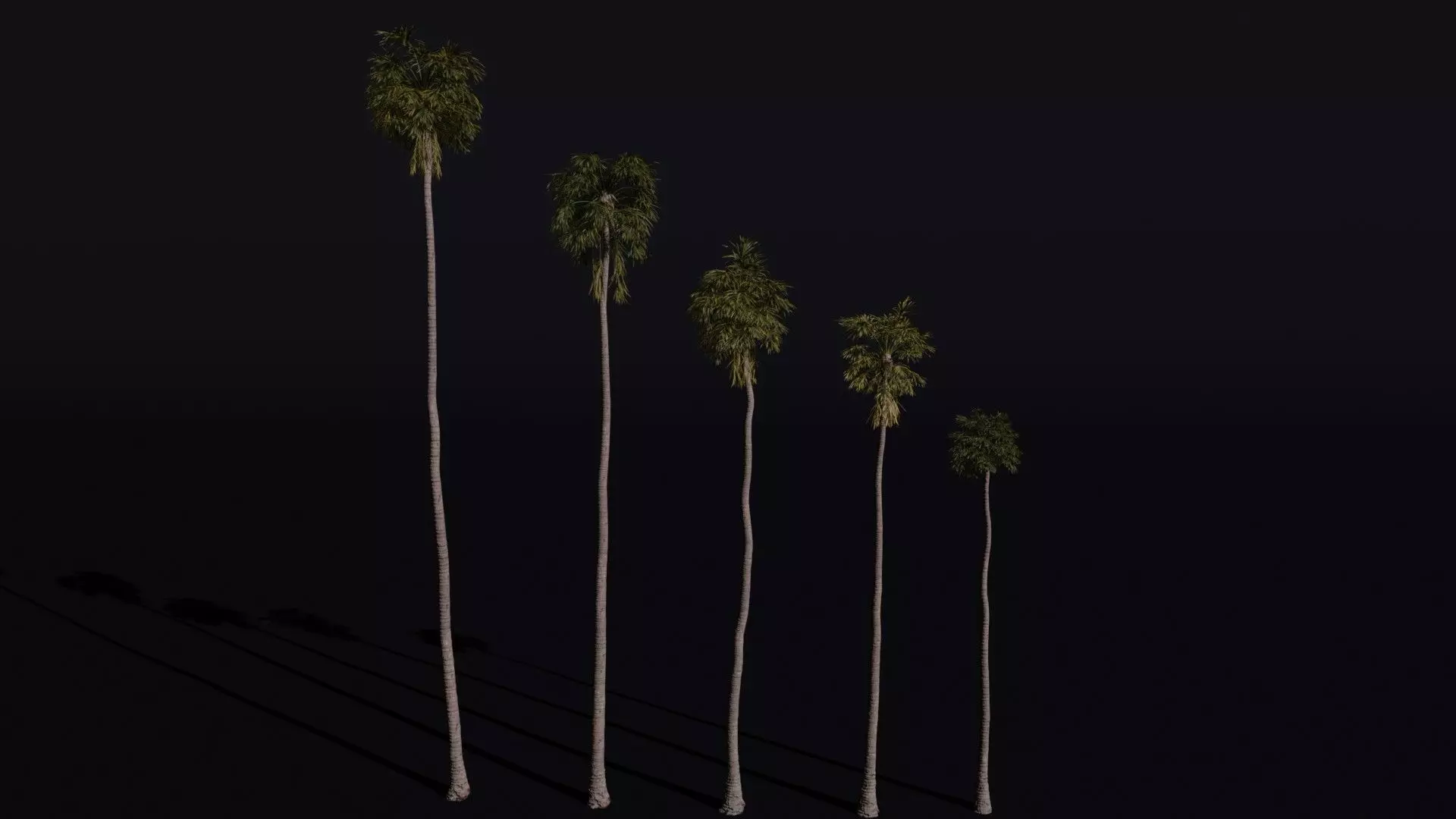 California Fan Palm 3D model_0