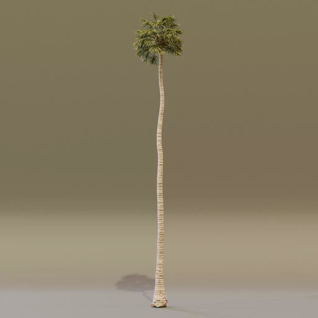 California Fan Palm 3D model_6
