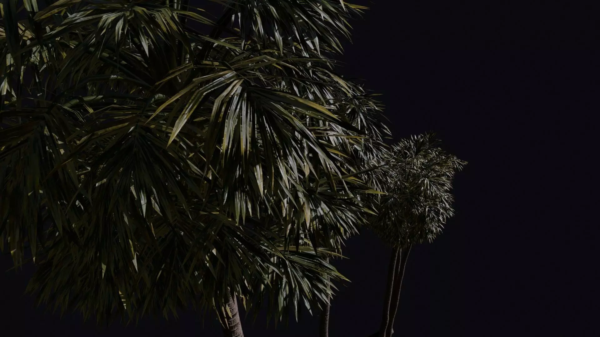 California Fan Palm 3D model_1