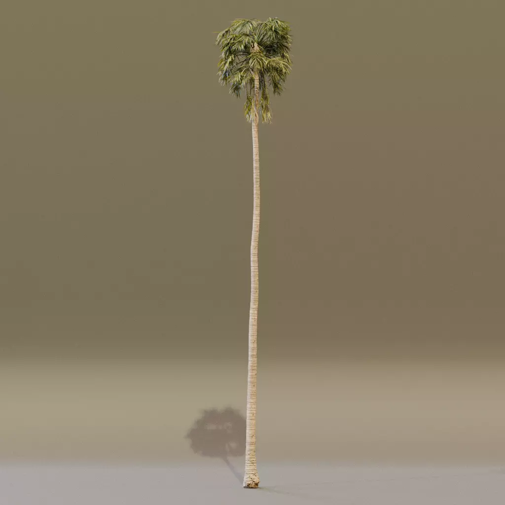 California Fan Palm 3D model_3