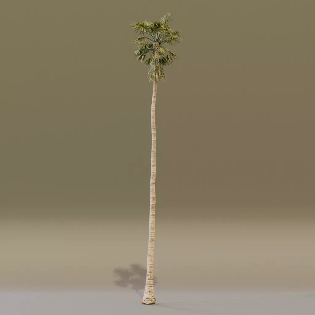 California Fan Palm 3D model_7