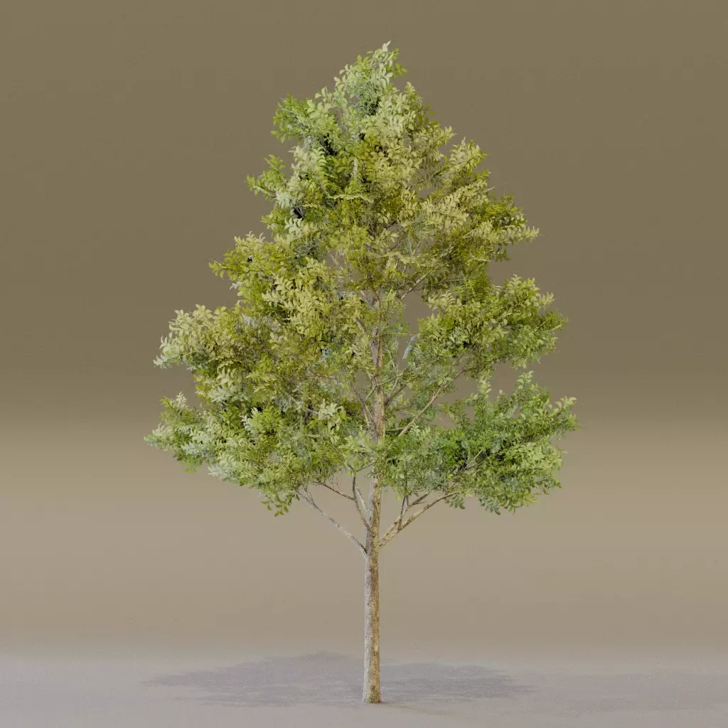 American Elm 3D model_4