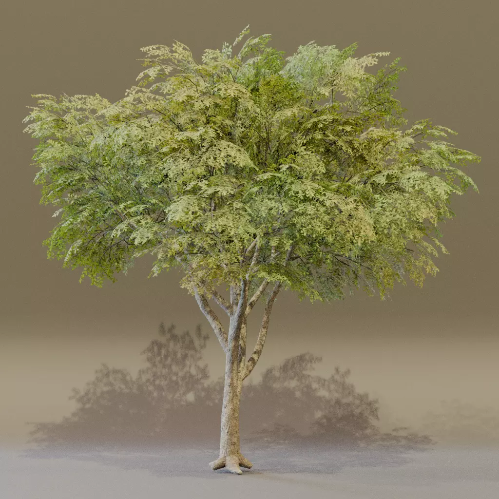 American Elm 3D model_3