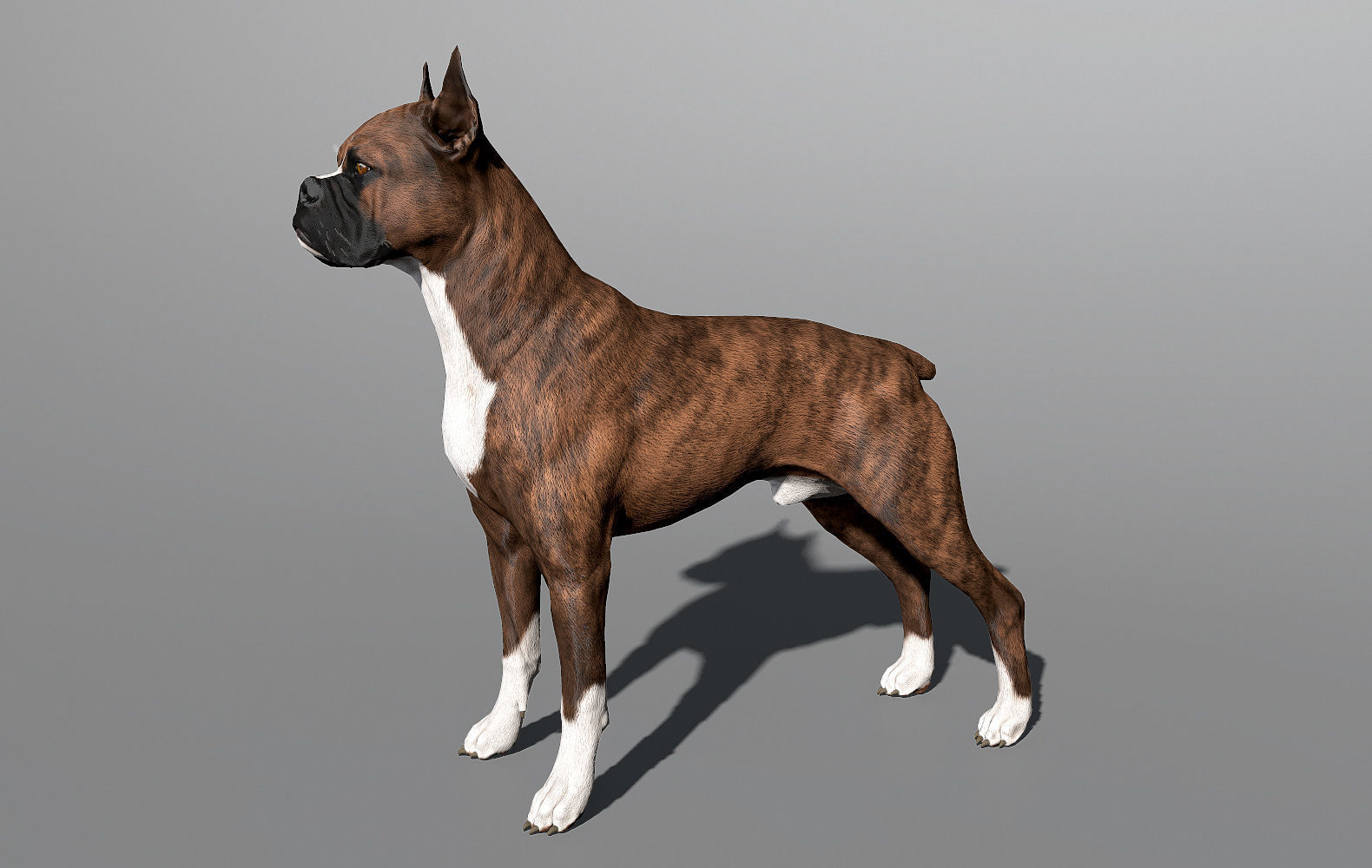 Guard Dog Pack Low-poly 3D model_8