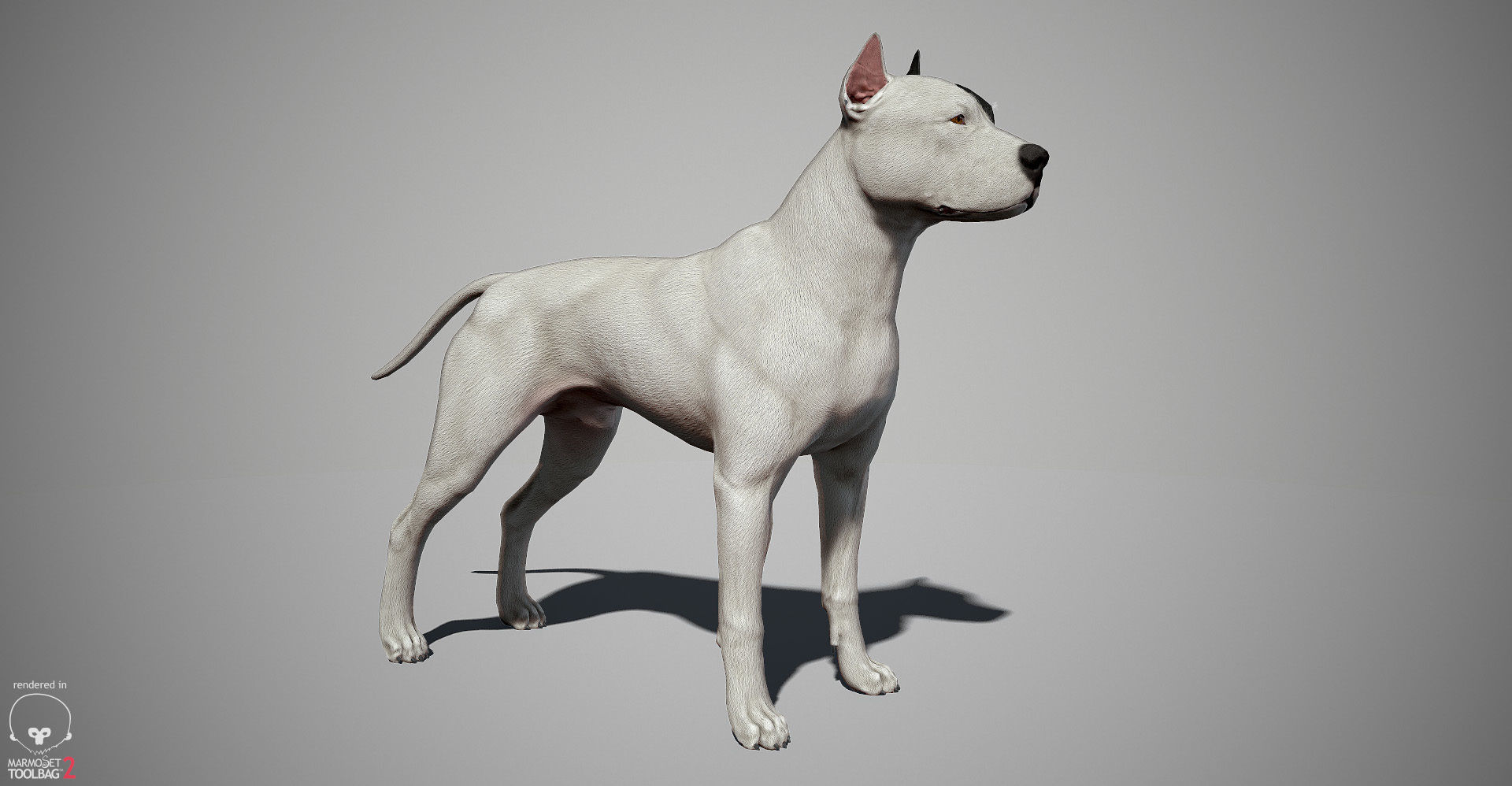 Guard Dog Pack Low-poly 3D model_4