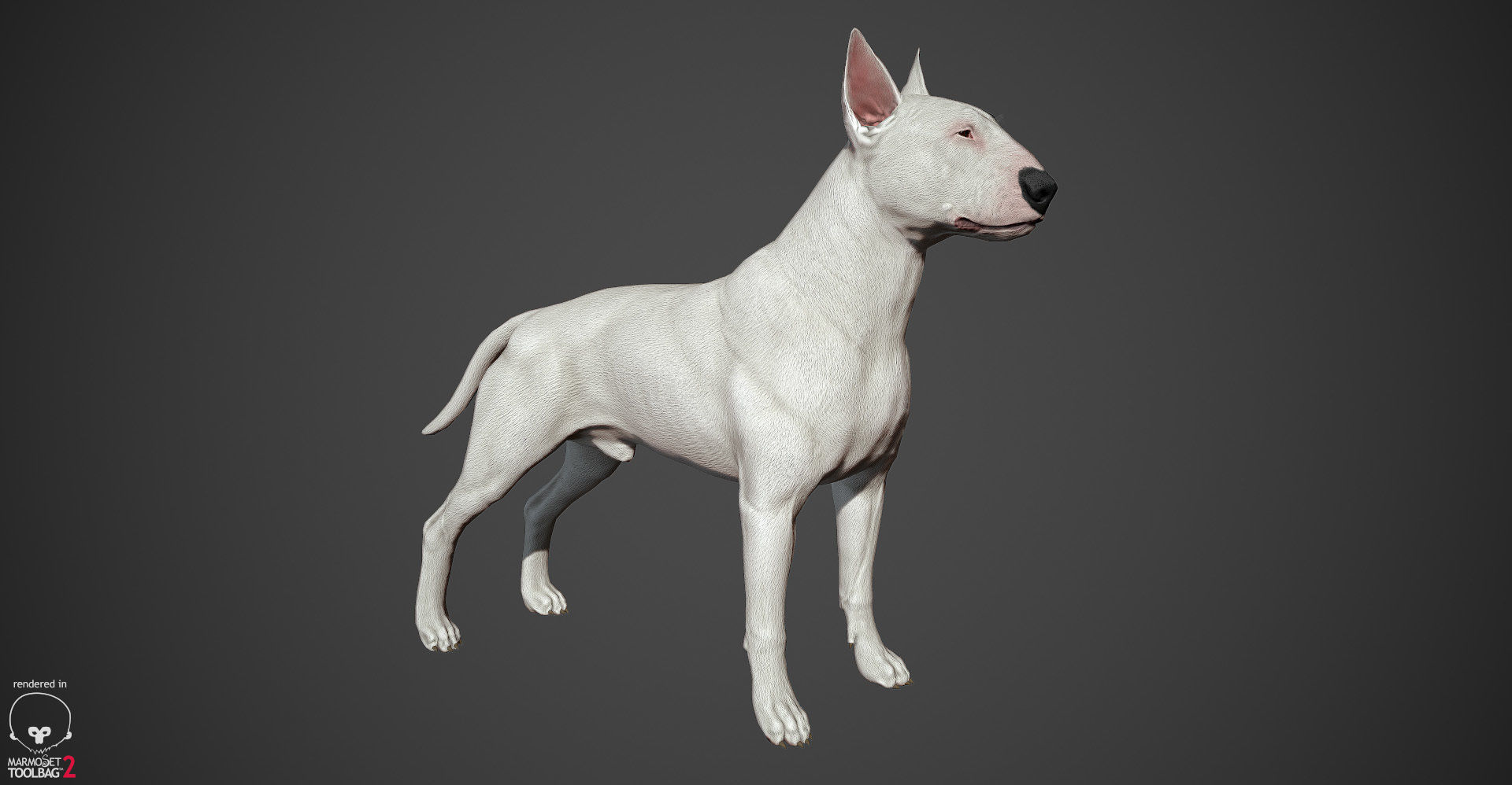 Guard Dog Pack Low-poly 3D model_15