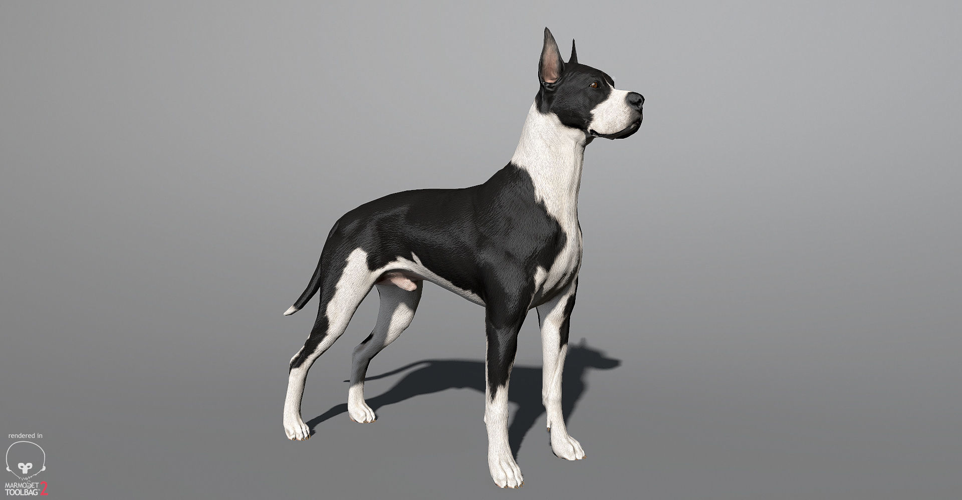 Guard Dog Pack Low-poly 3D model_14