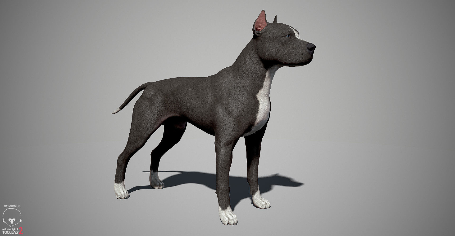 Guard Dog Pack Low-poly 3D model_3
