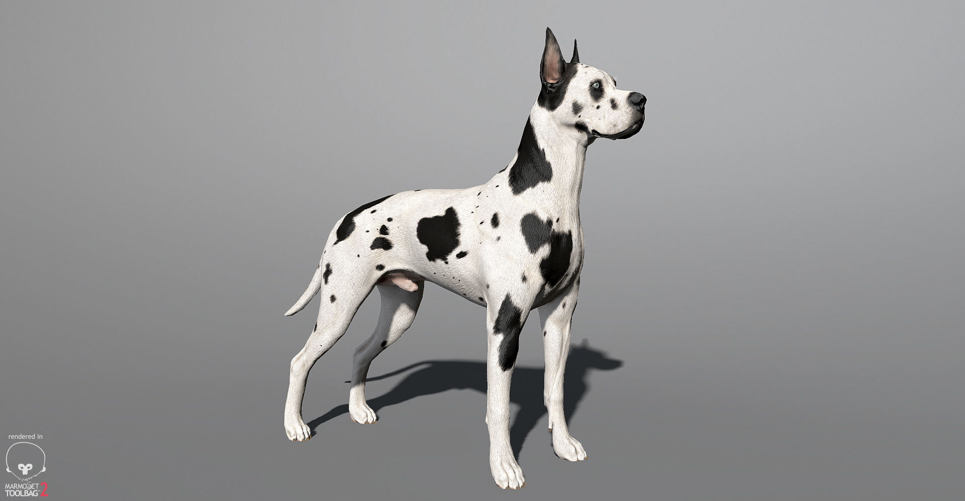 Guard Dog Pack Low-poly 3D model_12