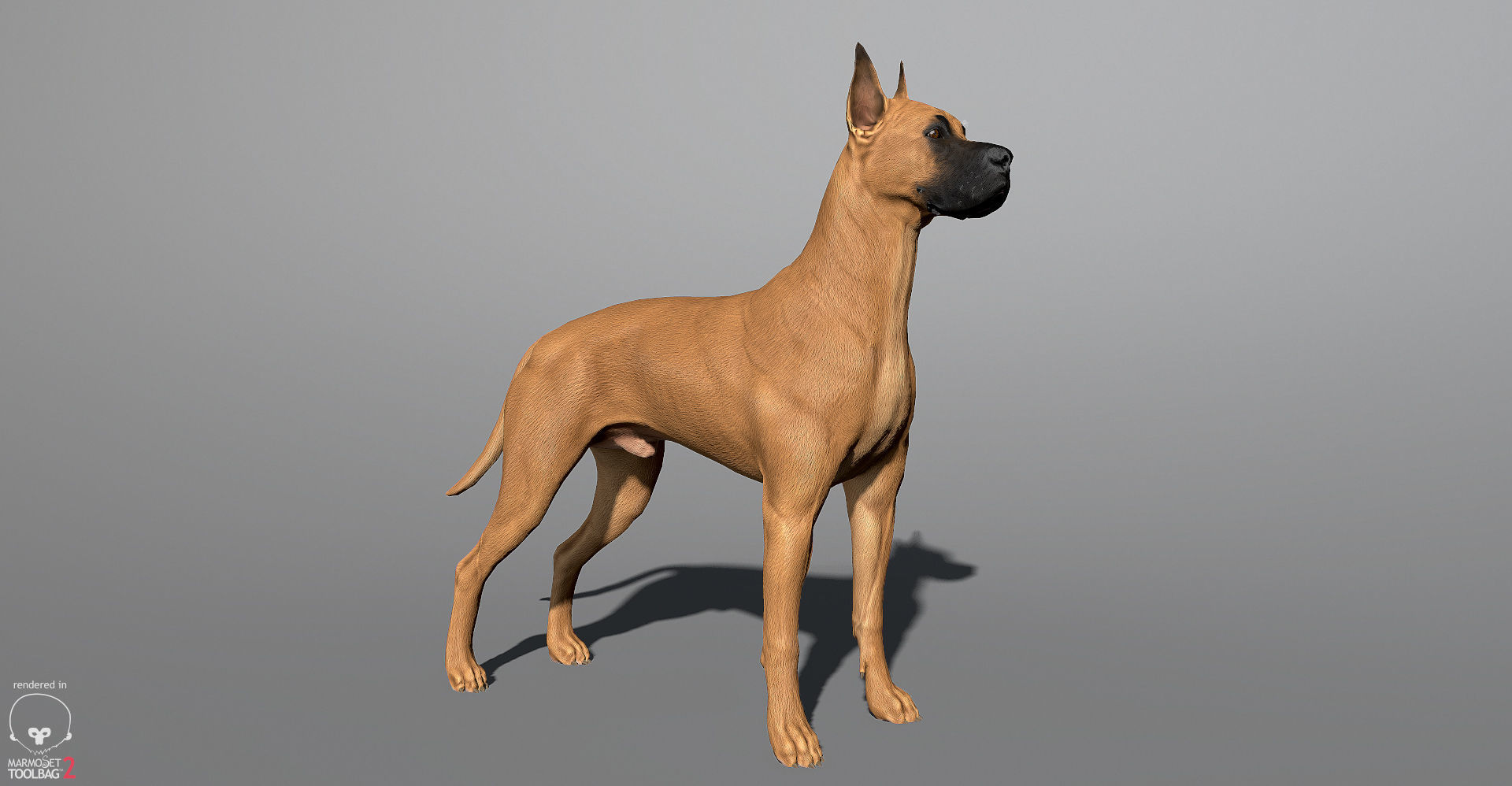 Guard Dog Pack Low-poly 3D model_13
