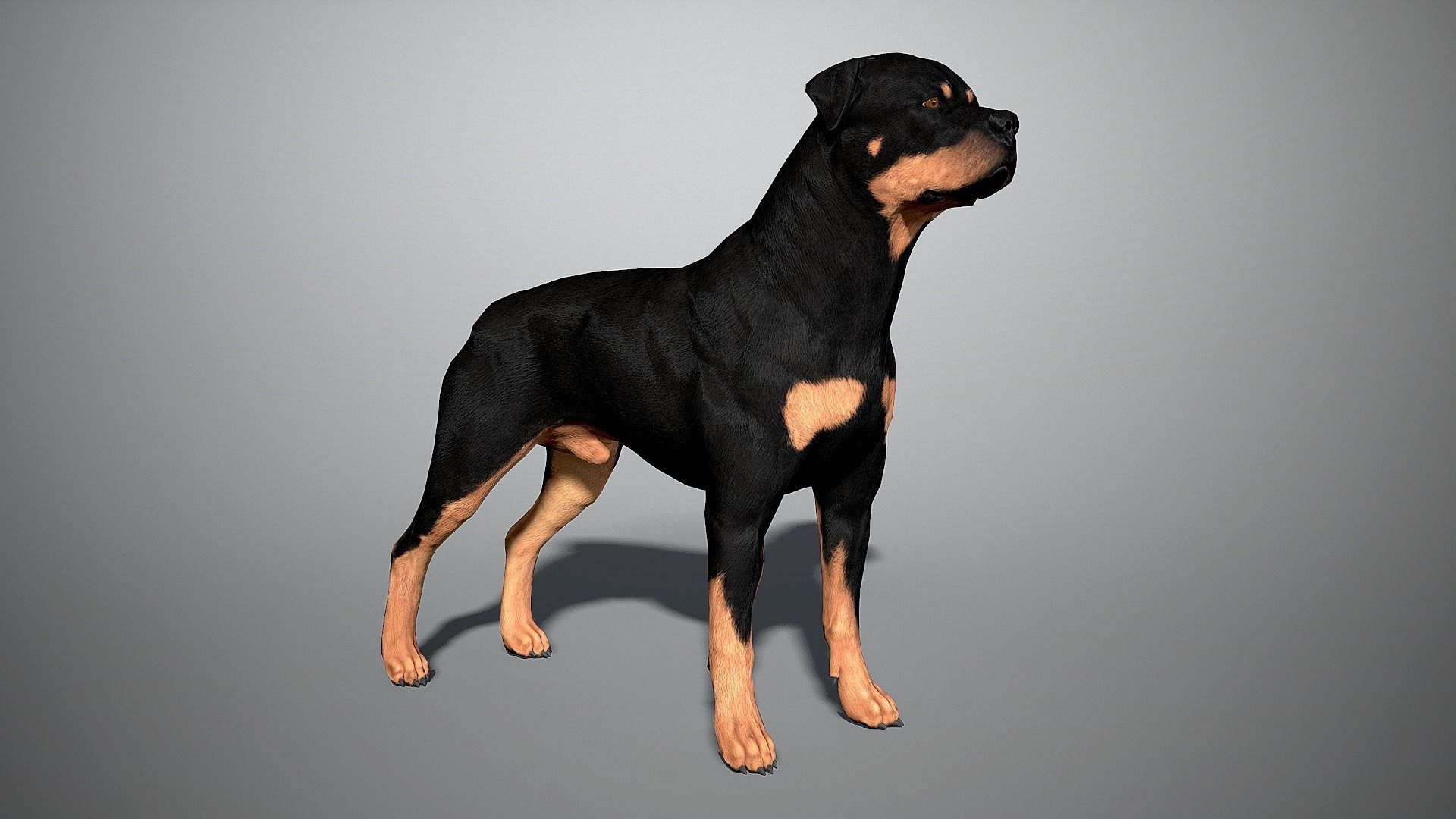 Guard Dog Pack Low-poly 3D model_7