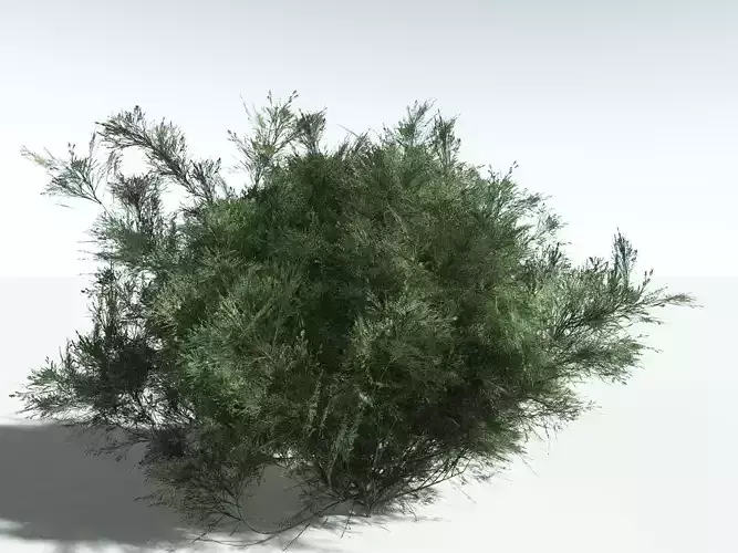 EVERYPlant Green Rabbitbrush -18 Models- 3D model