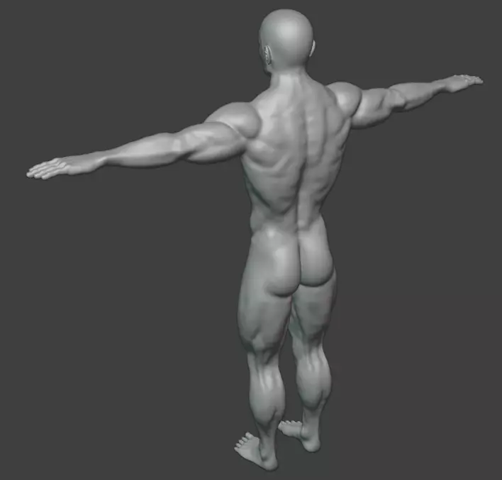Male Basemesh Free 3D model_4