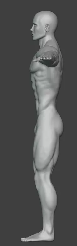 Male Basemesh Free 3D model_6