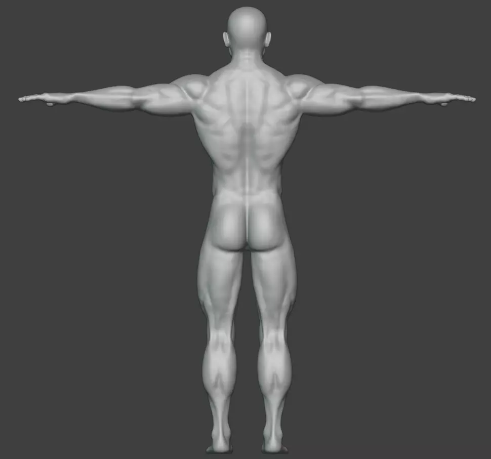 Male Basemesh Free 3D model_3