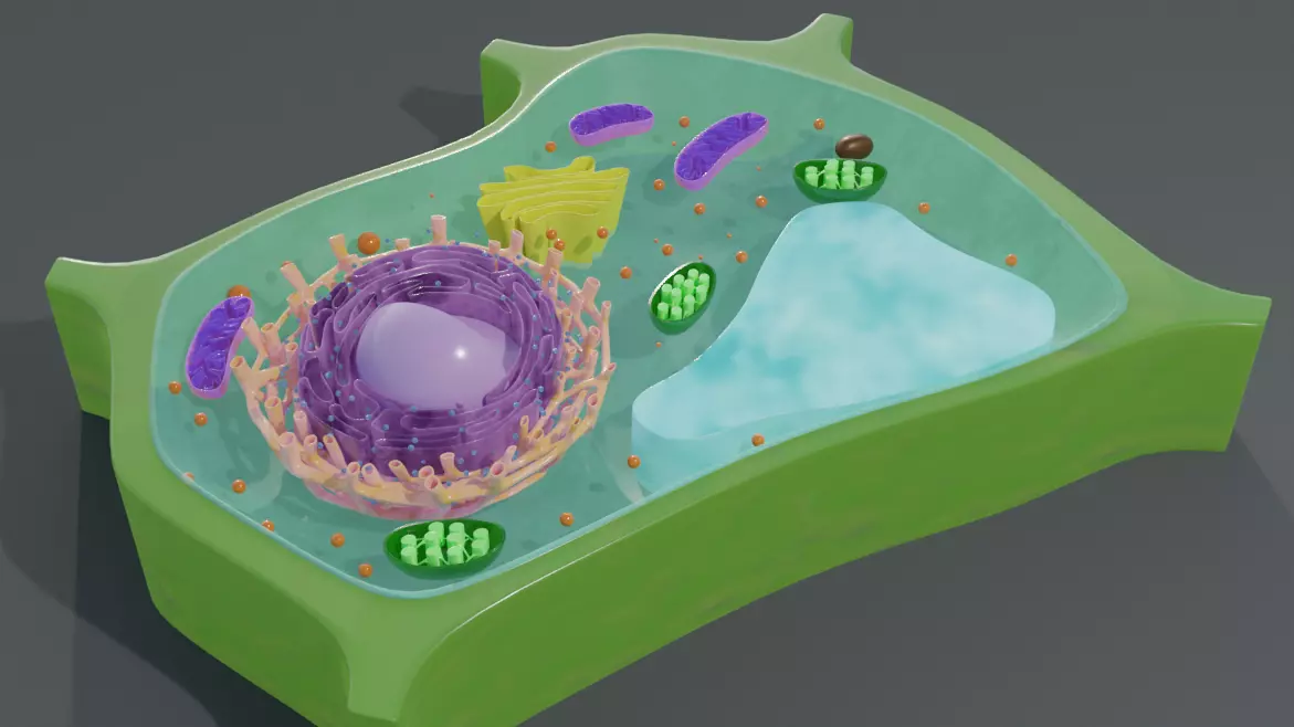 Plant Cell 3d Model 3D model_3