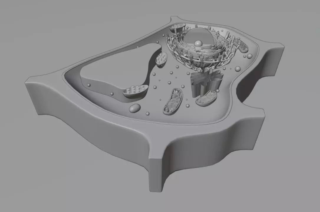 Plant Cell 3d Model 3D model_5