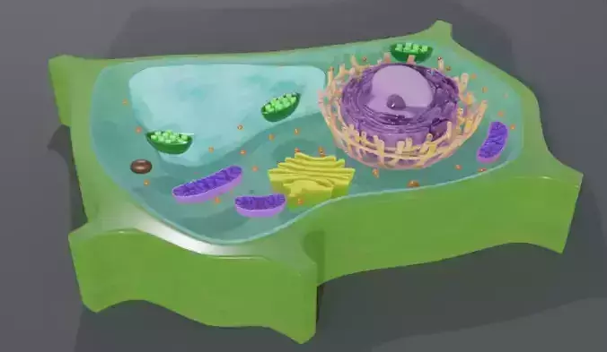 Plant Cell 3d Model