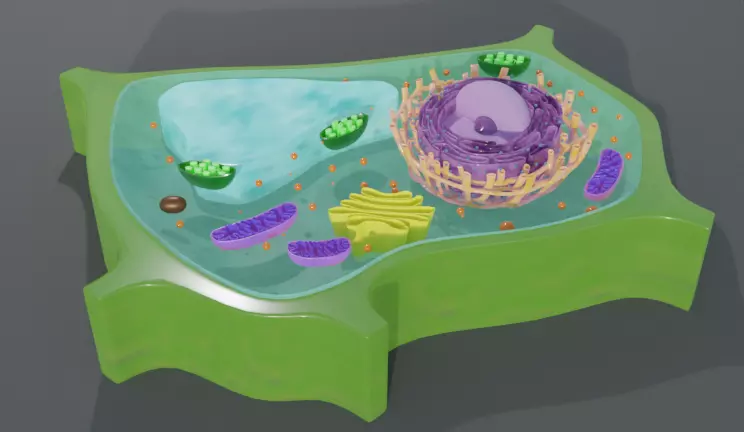 Plant Cell 3d Model 3D model_0