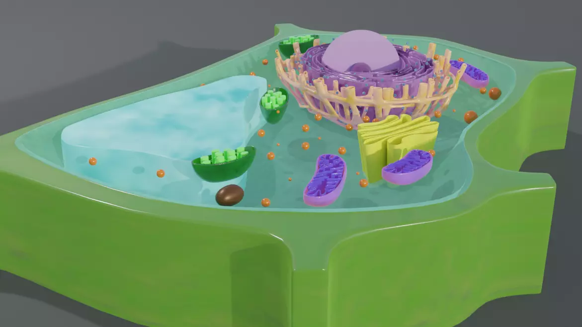 Plant Cell 3d Model 3D model_2