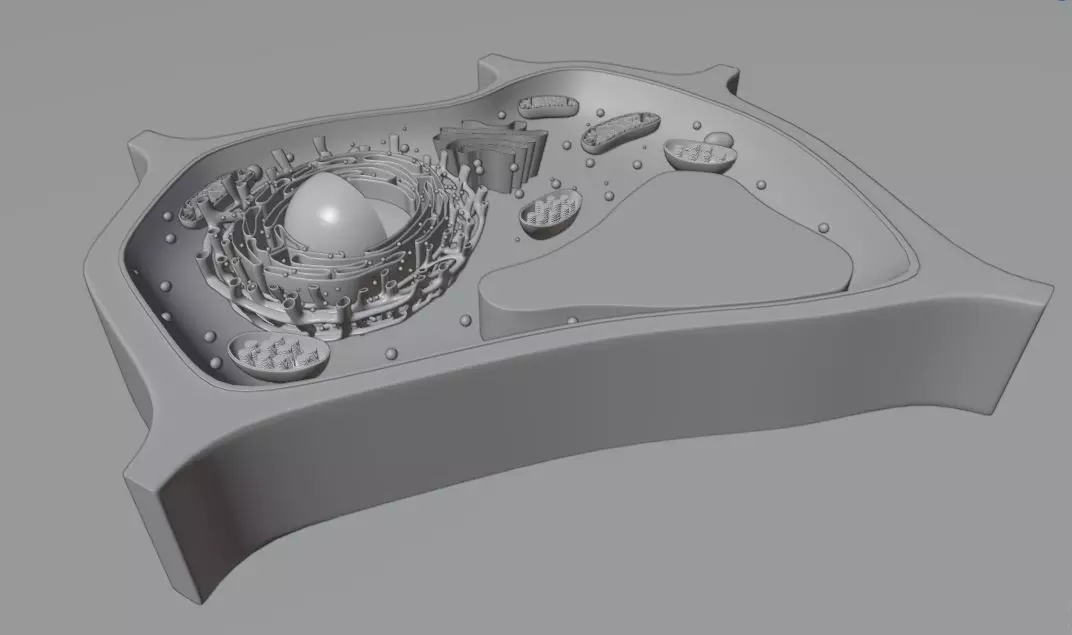 Plant Cell 3d Model 3D model_4