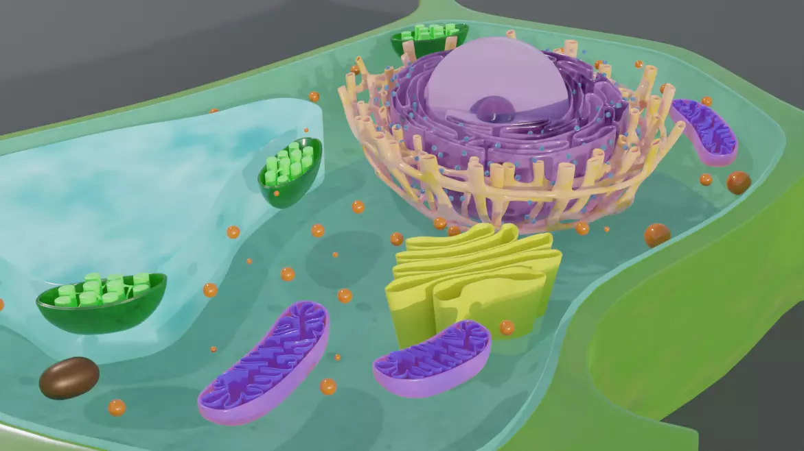 Plant Cell 3d Model 3D model_1