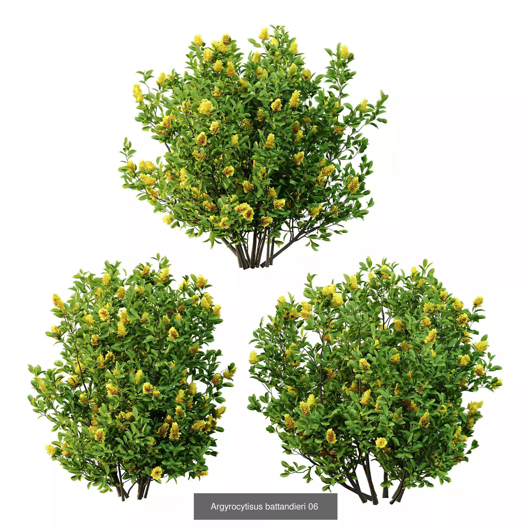 Excellent collection of Bush plants 24 Different Models 003 _2