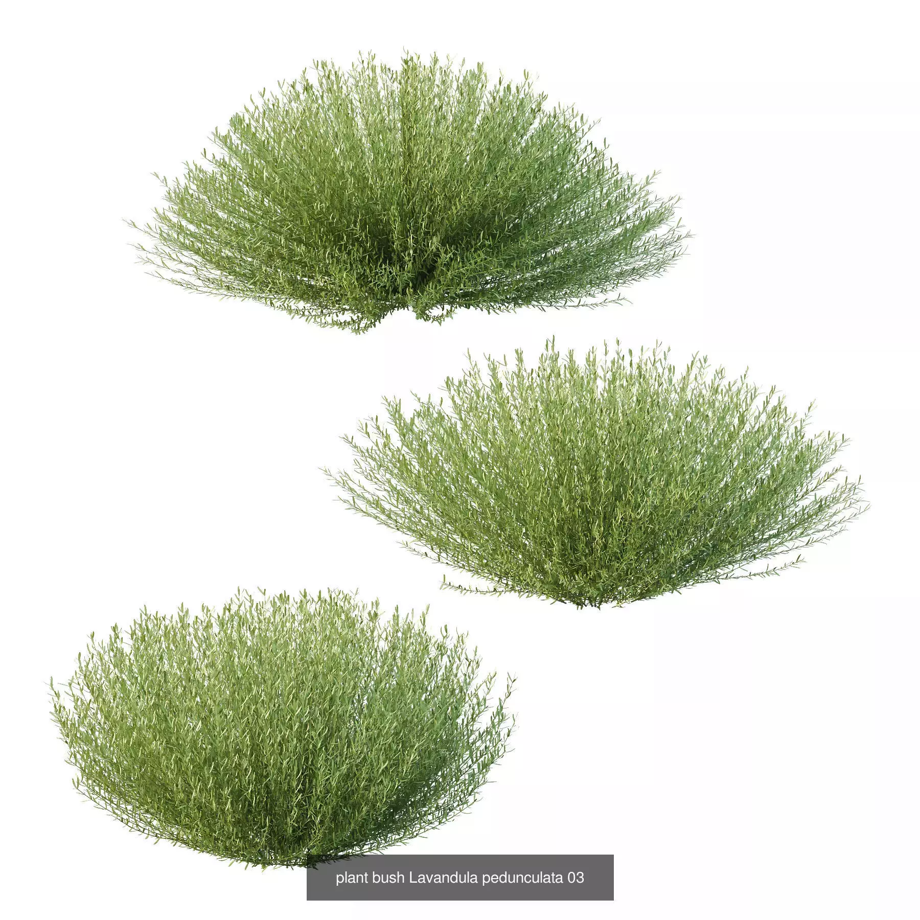 Excellent collection of Bush plants 24 Different Models 003 _4