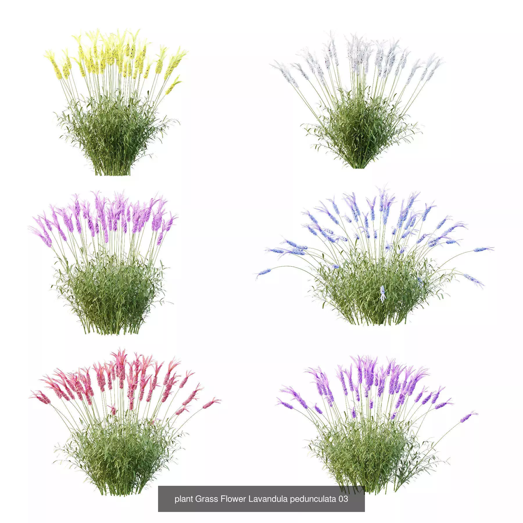 Excellent collection of Bush plants 24 Different Models 003 _7