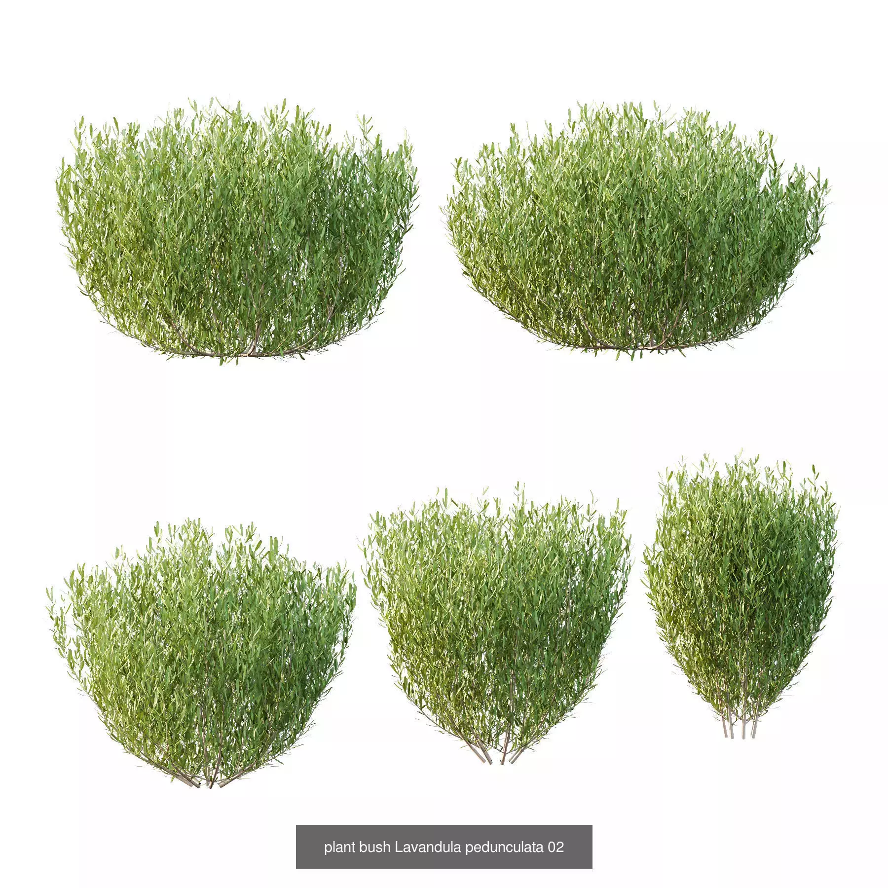 Excellent collection of Bush plants 24 Different Models 003 _3