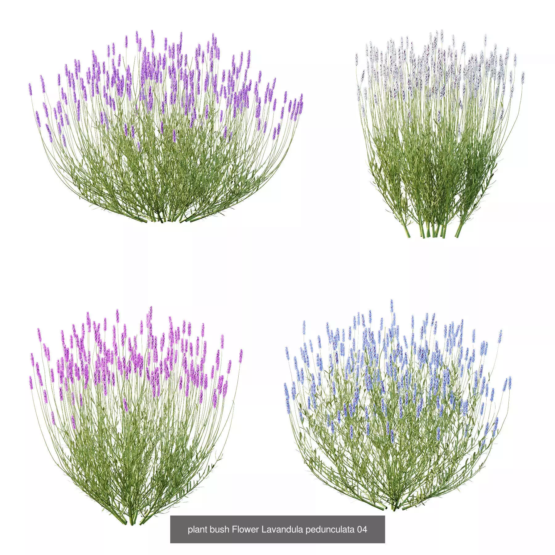 Excellent collection of Bush plants 24 Different Models 003 _5