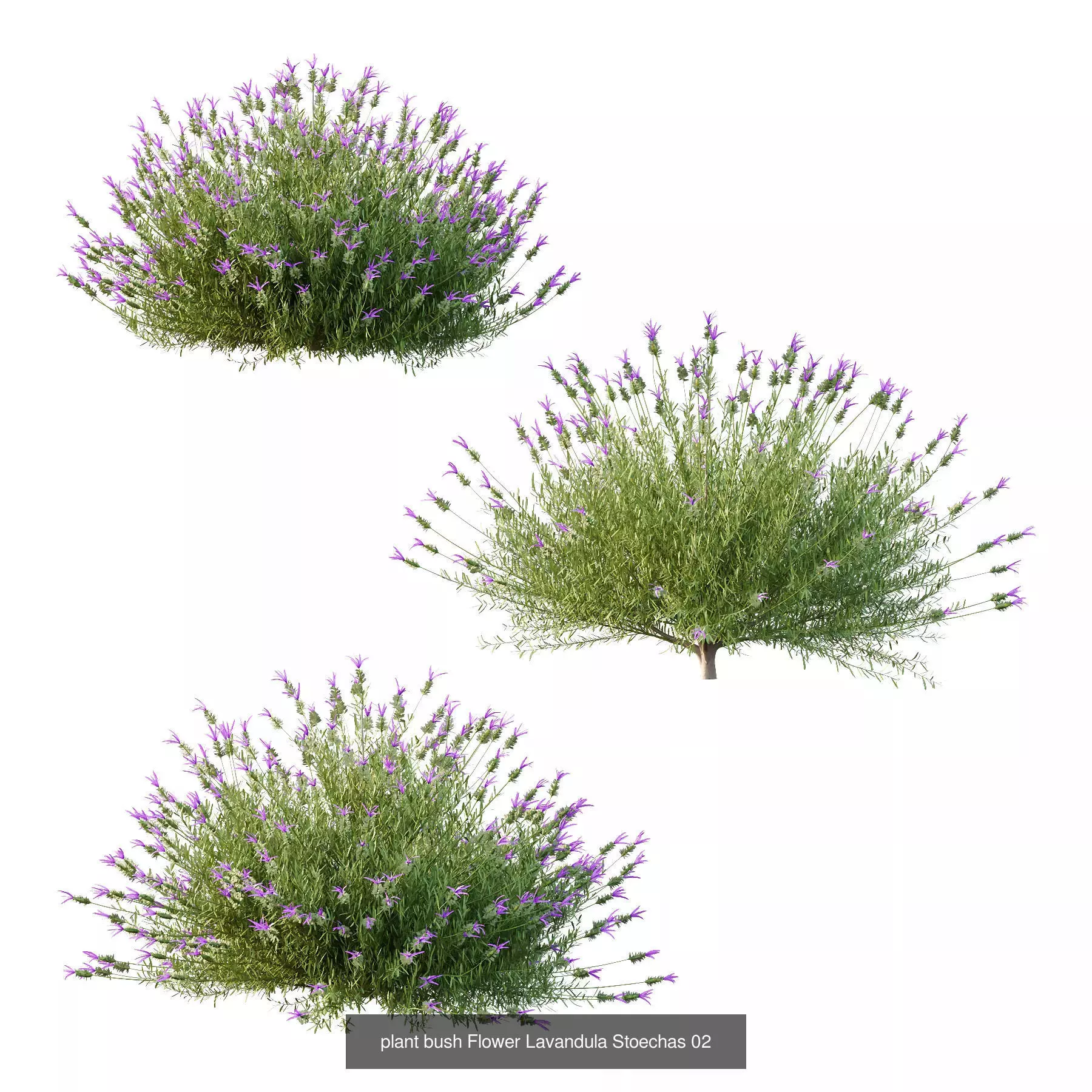 Excellent collection of Bush plants 24 Different Models 003 _6