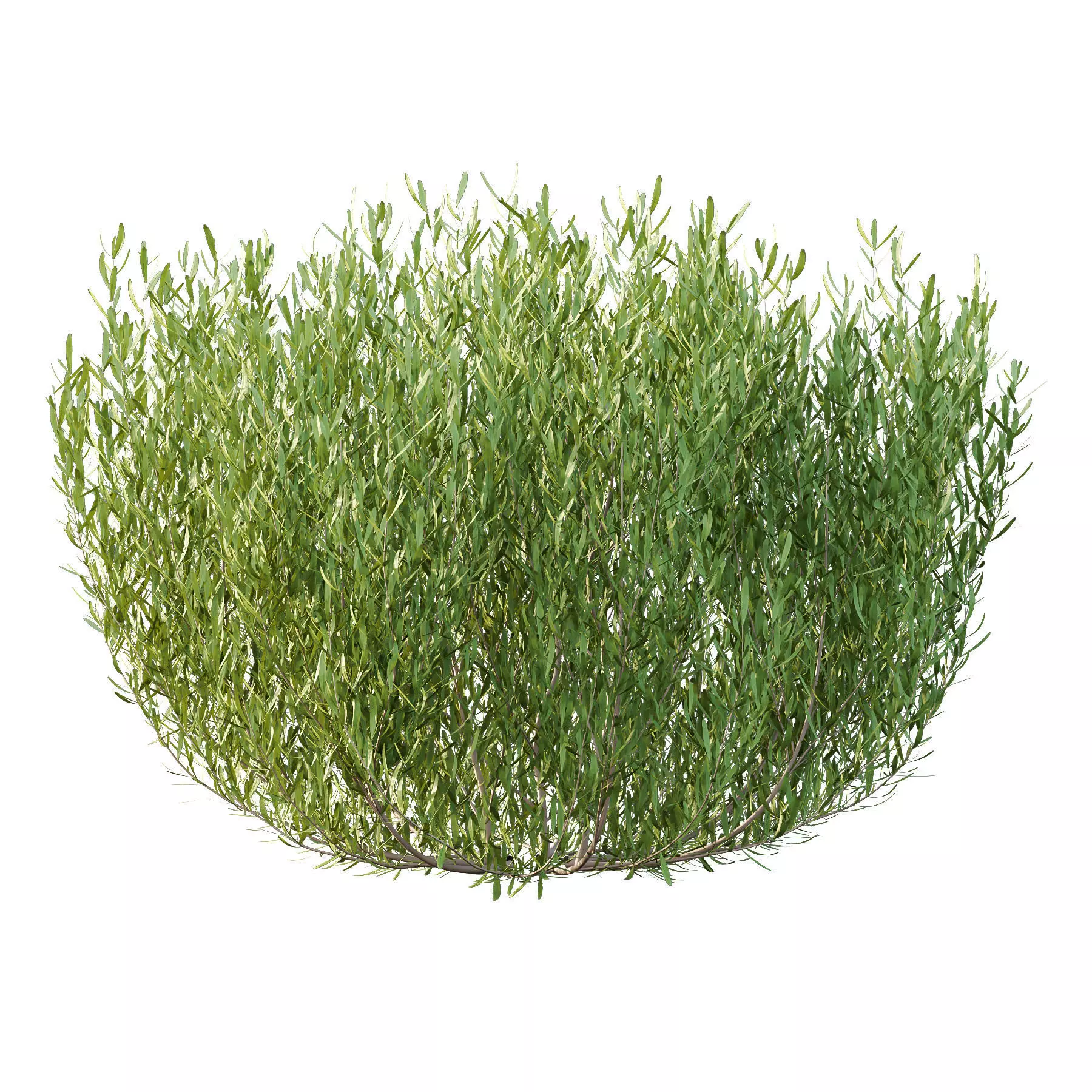 Excellent collection of Bush plants 24 Different Models 003 _12