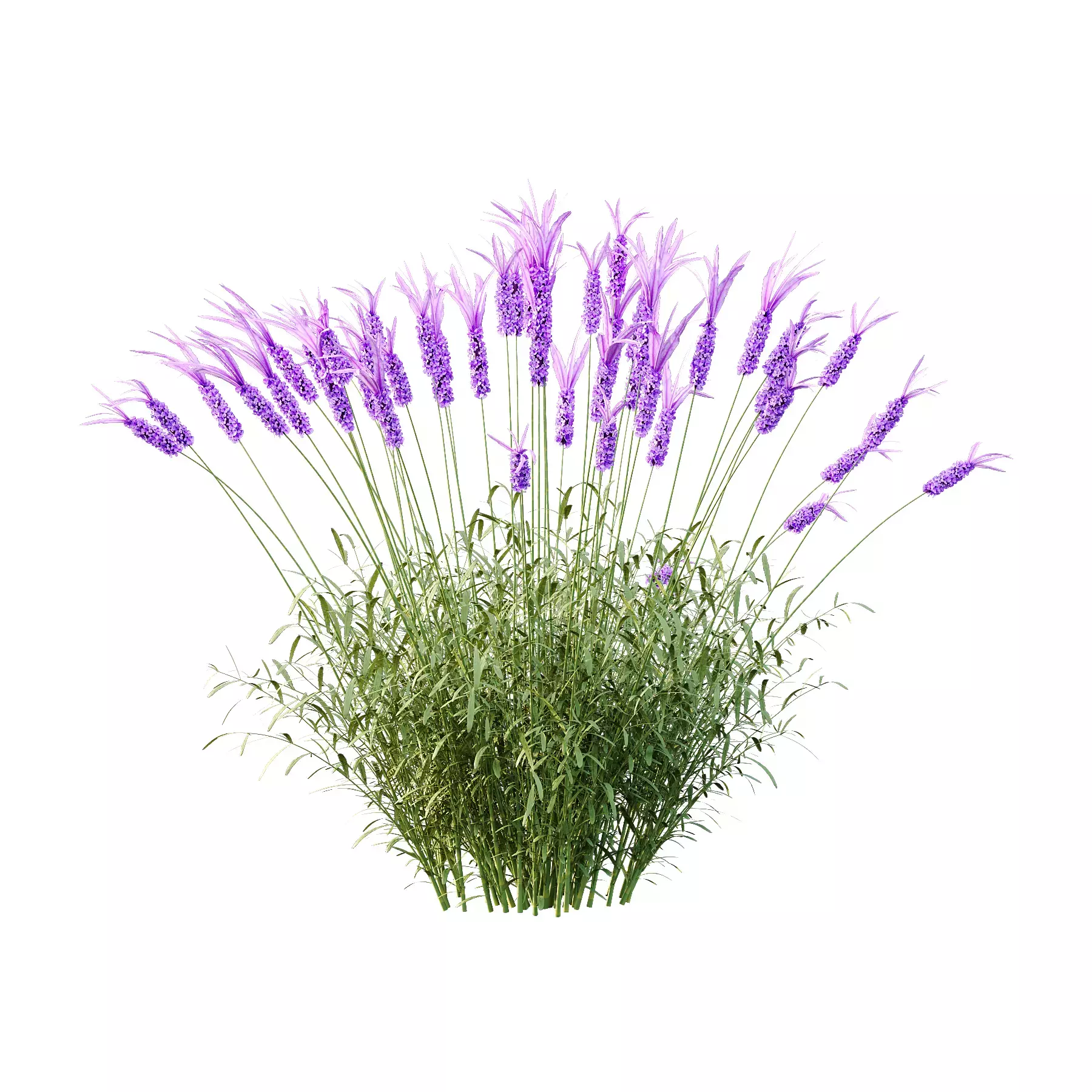 Excellent collection of Bush plants 24 Different Models 003 _13