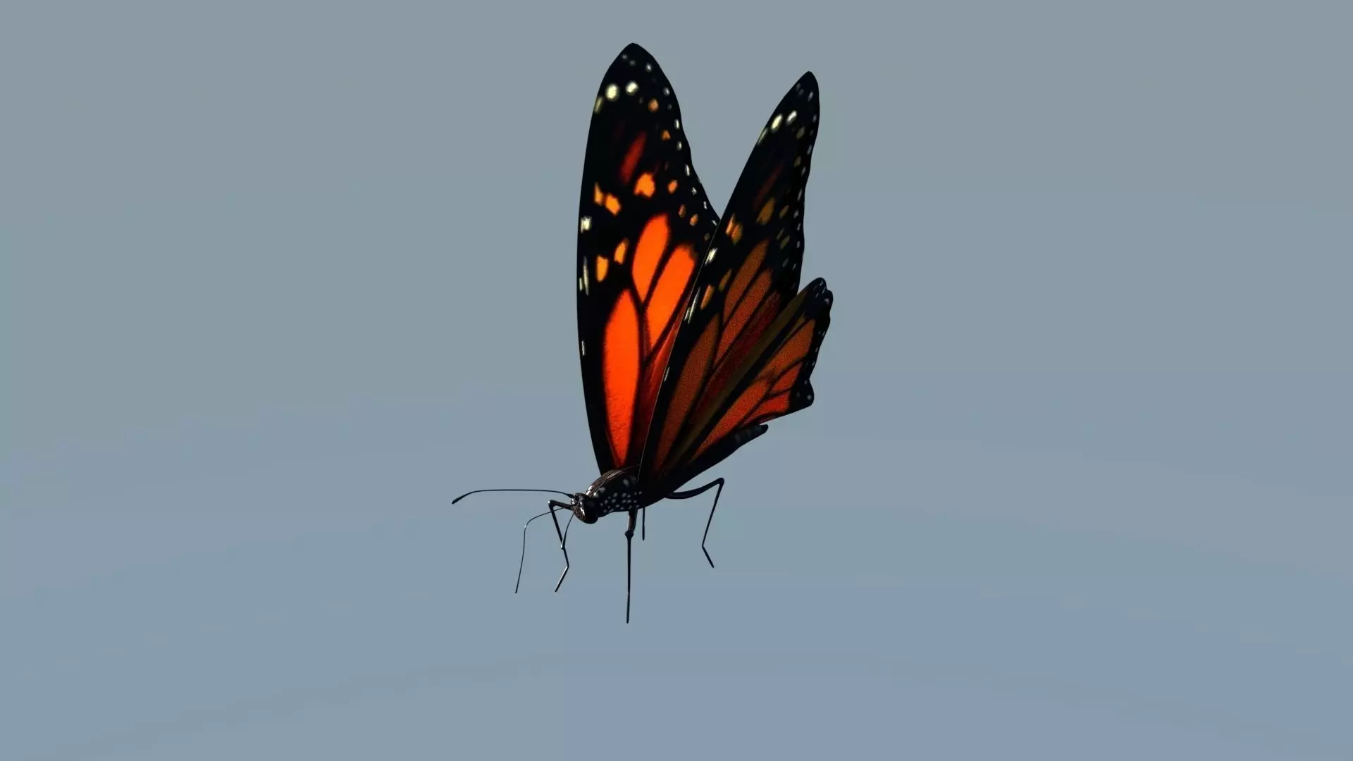Monarch Butterfly Animated Rigged 3D model_0