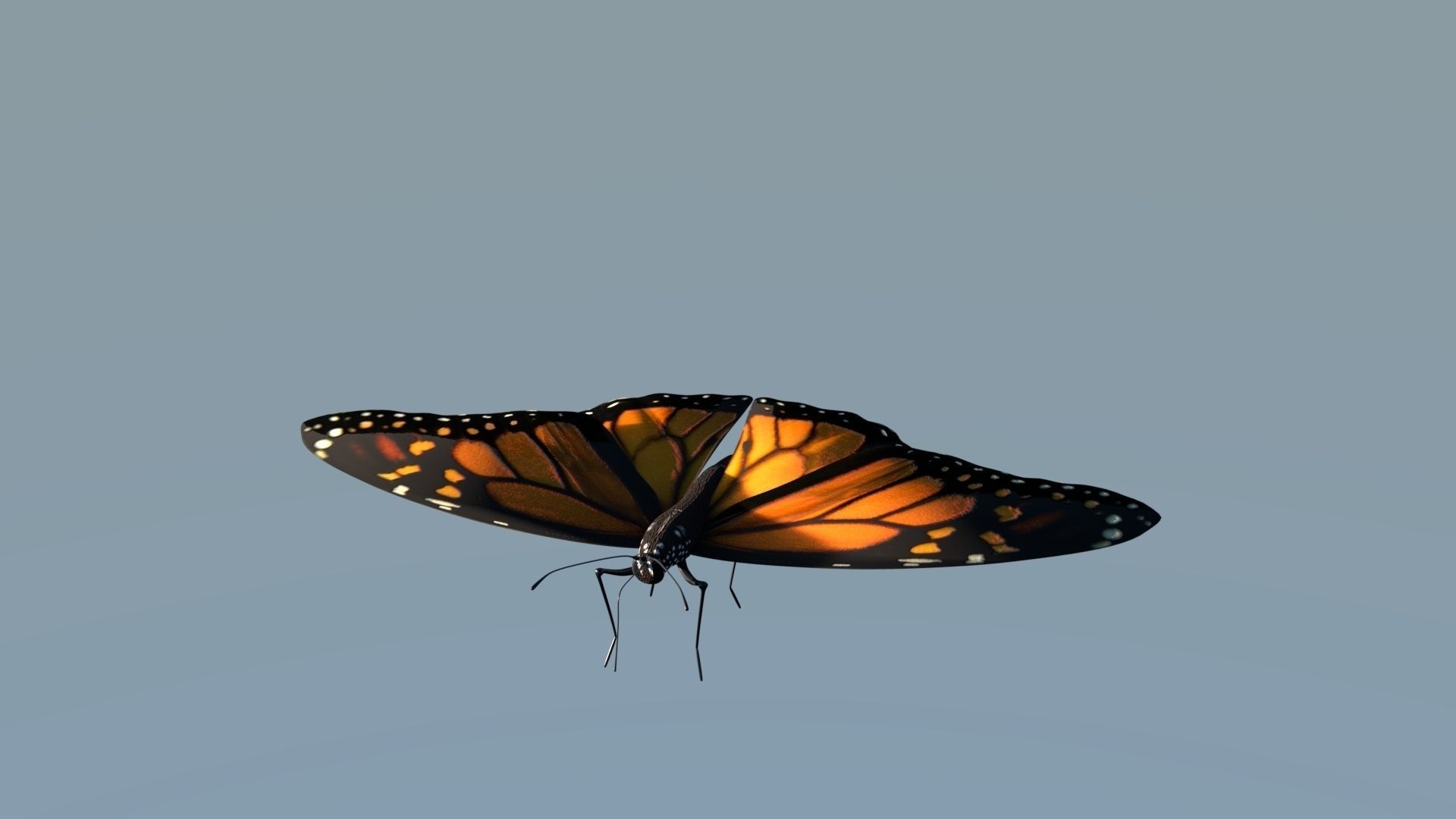 Monarch Butterfly Animated Rigged 3D model_1
