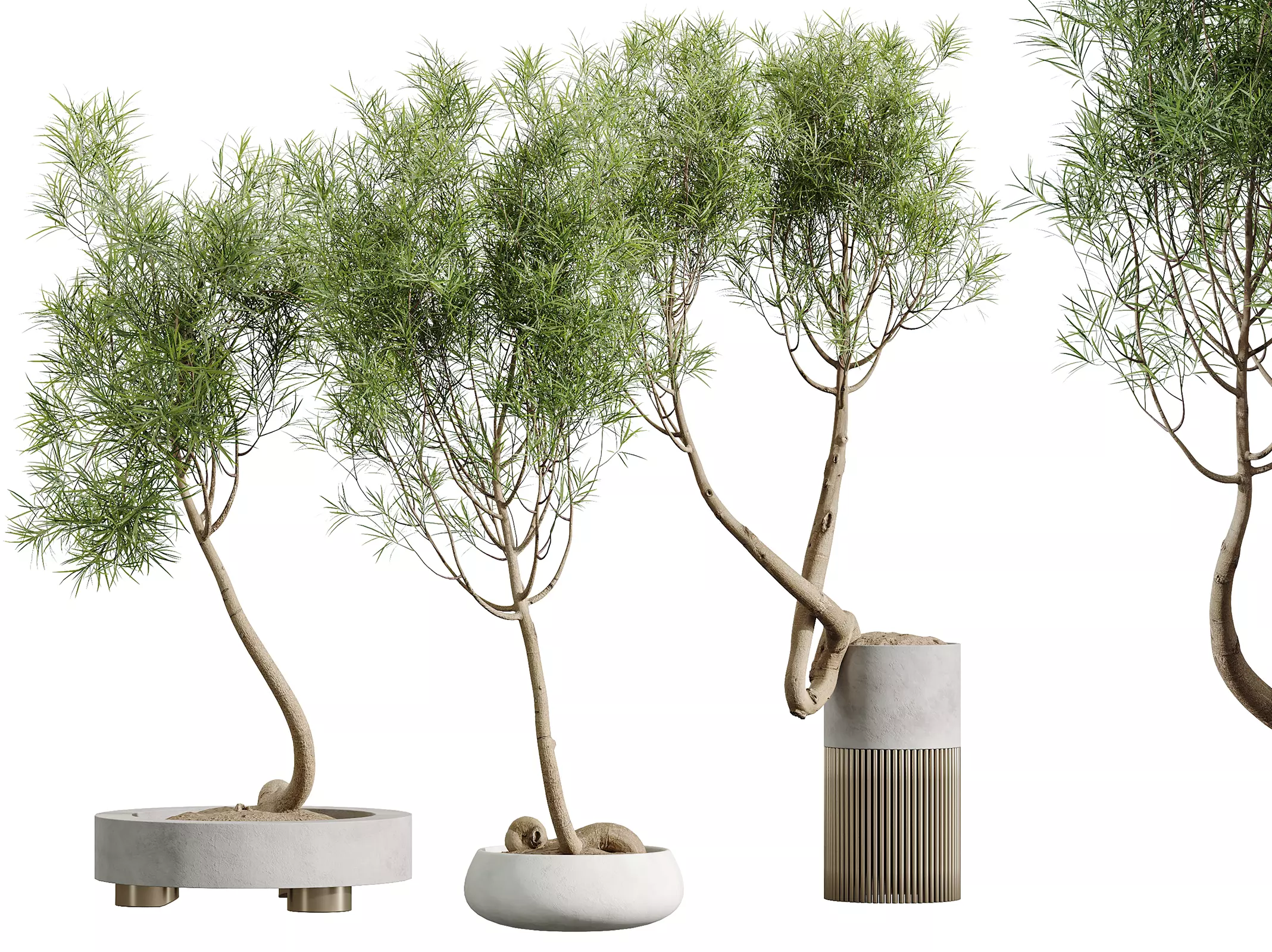 AV Indoor Plants Set 319 Japandi Minimalism Ficus Marginata 3D model_0