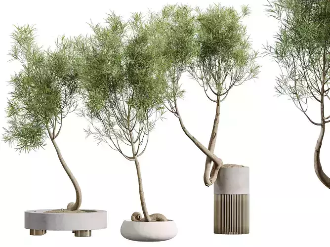 AV Indoor Plants Set 319 Japandi Minimalism Ficus Marginata